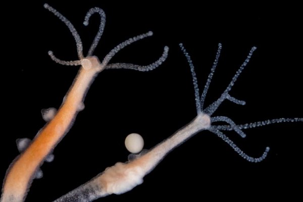 Kraken tor onion зеркало